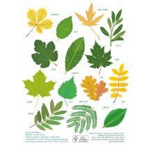 Je Colorie Des Feuilles Des Arbres