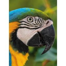 Carnet - 13 X 18 Cm - Perroquet - 96 Pages Lignées Et Unies