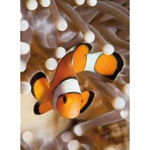 Carnet - 13 X 18 X 0.7 Cm - Poisson Clown - 96 Pages Lignées Et Unies