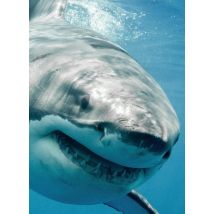 Carnet - 13 X 18 Cm - Requin - 96 Pages Lignées Et Unies