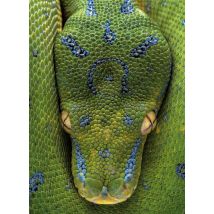 Carnet - 13 X 18 X 0.7 Cm - Serpent - 96 Pages Lignées Et Unies