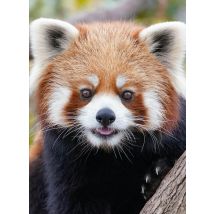 Panda Roux
