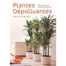 Plantes Dépolluantes Pour La Maison