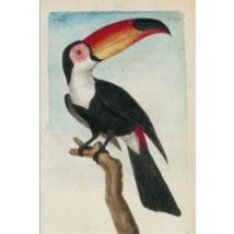 Carnet Ligné Toucan, Dessin 18e Siècle