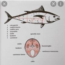 Surtout Les Thons ! Une Histoire Culturelle Et Culinaire Du Thon Rouge De Méditerranée
