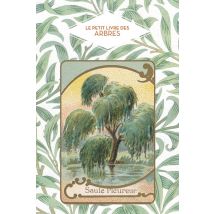 Le Petit Livre Des Arbres - Saule Pleureur