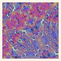 Placenta