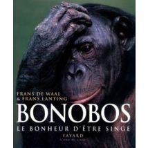 Bonobos