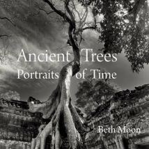 Ancient Trees : Portraits Of Time