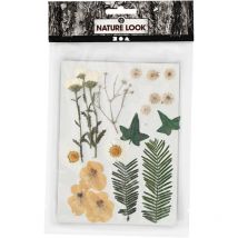 Lot De 19 Fleurs Pressées Créativ Company - Blanc Cassé