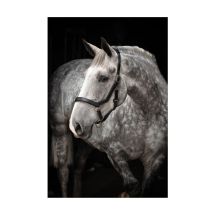 Rambo Micklem Headcollar
