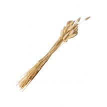 Blumenstrauß Lagurus Staubtücher Creme 50 gr 70 cm
