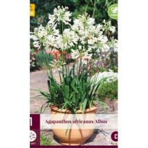 1 Agapanthus africanus
