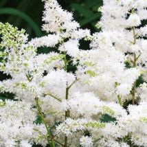 1 Astilbe japonica Washington