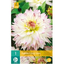 1 dahlia crazy love