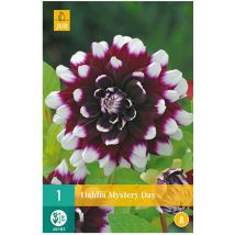 1 dahlia mystery day