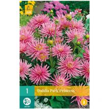 1 bulbe dahlia park princess