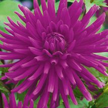 1 bulbe dahlia Purple Gem