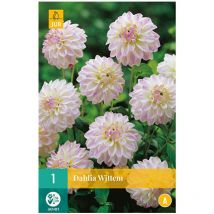 1 bulbe dahlia Wittem