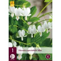 1 Dicentra spectabilis alba