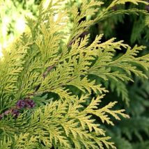 1 pianta di chamaecyparis stardust gialla vaso 21CM perenne