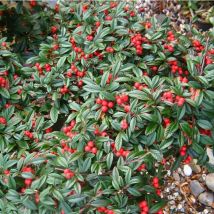 1 pianta di cotoneaster cotognastro salicifolius gnom vaso 12CM Sempreverdi