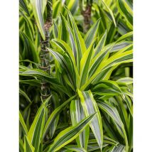 1 pianta di dracena lemon H.45-15 cm, vaso 15CM
