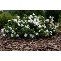 1 PIANTA DI GARDENIA RADICANS RADICANTE VASO 16CM esterno fiori profumattisimi