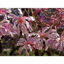1 pianta di magnolia leonard messel in vaso 24CM caducifoglia