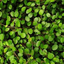 1 pianta di muehlenbeckia axiliaris in vaso 18CM