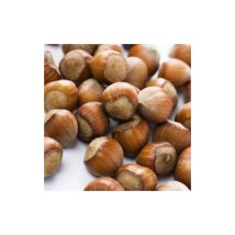 1 Pianta Di Nocciolo Tondo Giffoni Nocciola Maturazione Settembre