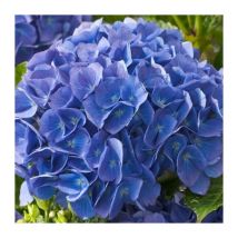 1 pianta di ortensia hydrangea macrophylla renate steiniger vaso 18CM piante da esterno