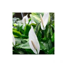 1 pianta di spathiphyllum sweet chico vaso 13CM spatifillo pianta da appartamento