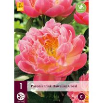 1 Pivoine Pink Hawaiian Coral