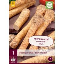 1 plant d'Armoracia Rusticana