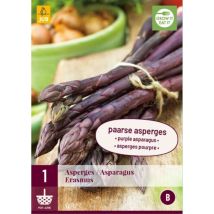 1 Plant D'Asperge Erasmus
