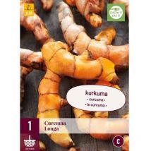 1 plant de Curcuma Longa