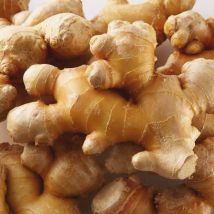 1 plant de Gingembre Officinale