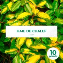 Pépinières Naudet - 10 Chalef (Elaeagnus Ebbingei) - Haie de Chalef