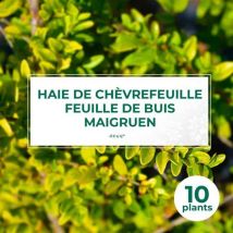 Pépinières Naudet - 10 Chèvrefeuille à feuilles de buis 'Maigruen' (Lonicera Nitida 'Maigrun') - Haie de Chèvrefeuille à feuilles de buis