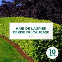 Pépinières Naudet - 10 Laurier Cerise Du Caucase (Prunus Laurocerasus Caucasica) - Haie de Laurier du Caucase