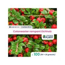 Leaderplant.com - 100 x Cotoneaster rampant Eichholz en godet