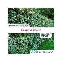 100 x Eleagnus ebbingei Chalef en godet