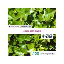 100 x Lierre d'Irlande en godet