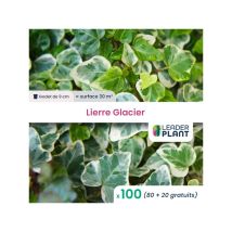 100 x Lierre Glacier en godet
