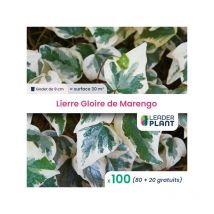 100 x Lierre Gloire de Marengo en godet