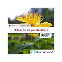 Leaderplant.com - 100 x Millepertuis couvre-sol à grandes fleurs en godet