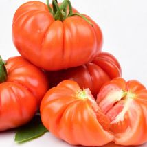 100 Samen Der Tomatensorte „red Steak“, Eine Großfrüchtige Tomate Mit Dickem, Mehligem Fruchtfleisch, Die Viel Sonne Benötigt.
