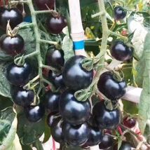 100 Samen Lila Kirschtomaten, Traditionelle Bio-tomatensamen, Tomatensamen Für Hydrokultur.