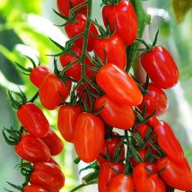 100 Samen Roter Kirschtomaten Bringen Reichlich Früchte Hervor Und Reifen Früh Geeignet Für Den Anbau In Töpfen Oder Im Freien.